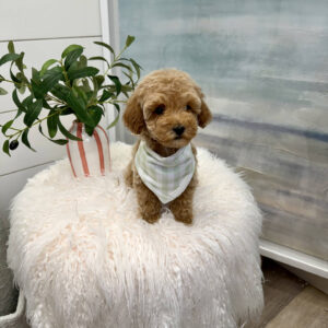 Zin - Toy Mini Goldendoodle Puppy - PPP Litter --_