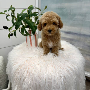 Zin - Toy Mini Goldendoodle Puppy - PPP Litter --_