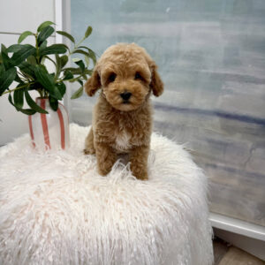 Zin - Toy Mini Goldendoodle Puppy - PPP Litter --_