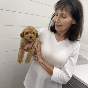 Zin - Toy Mini Goldendoodle Puppy - PPP Litter --_