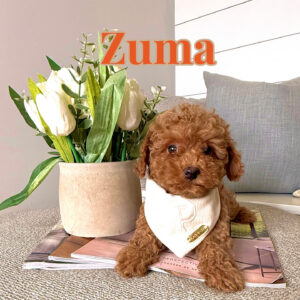 Zuma - Teddy Bear Red Apricot Male ICA FB Teacup Maltipoo - Boutique Petite Posh Puppies