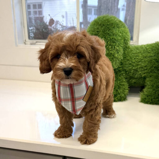 cropped-Chief-FB-Cavapoo-Puppy-BPPP-Litter---_ jpg