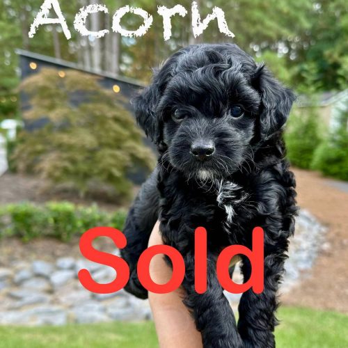 Acorn - Male Toy Micro Goldendoodle - Forever Home in Peachtree Corners- GA