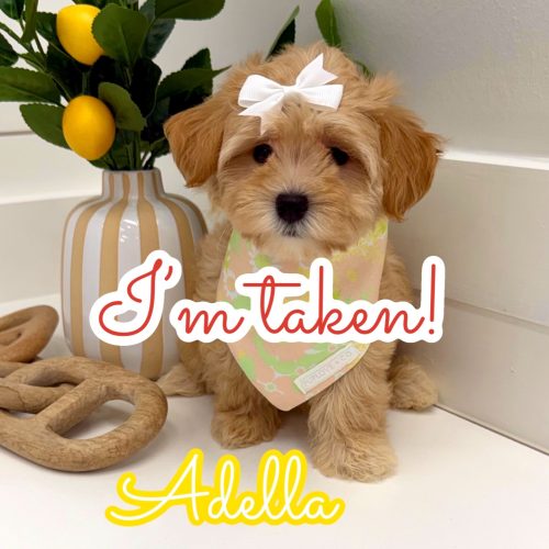 Adella - F Maltipoo Puppy - BPPP Litter -- - Forever Home in Cranston- RI
