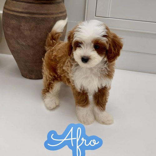 Afro - FB Cavapoo Puppy - Litter --_