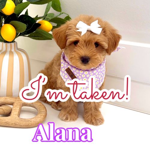 Alana - F Maltipoo Puppy - BPPP Litter -- - Forever Home in Grovetown- GA