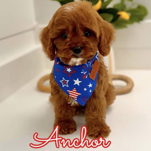 Anchor - F Cavapoo Puppy - BPPP Litter --_