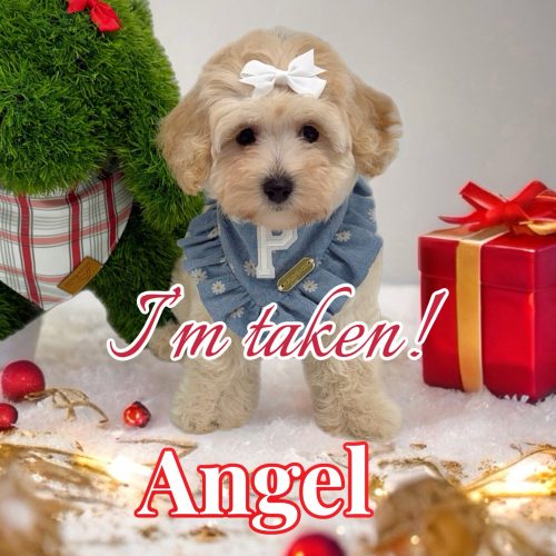 Angel - F Maltipoo Puppy - BPPP Litter --_Forever Home in Marmora- NJ