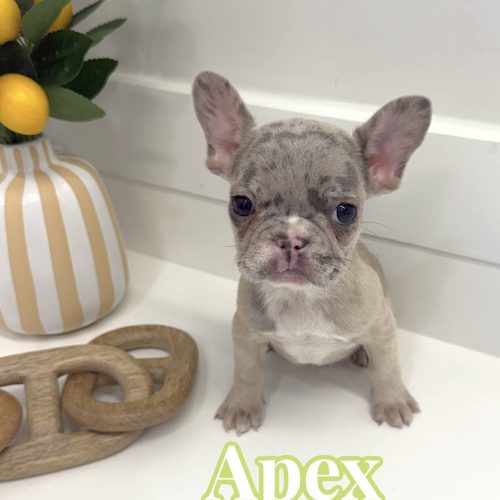 Apex - French Bulldog Puppy - BPPP Litter --