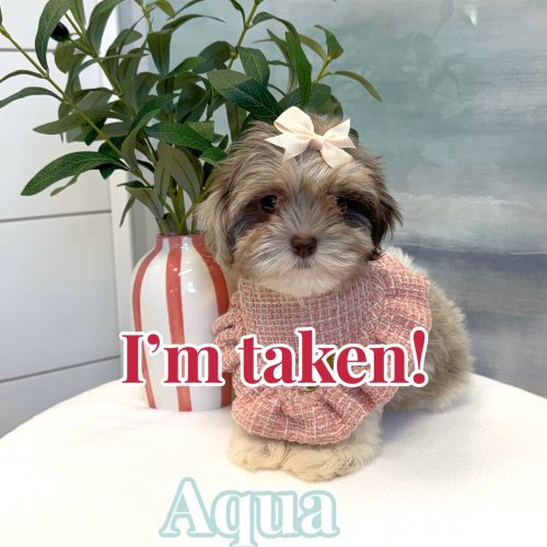Aqua - F Shihpoo Puppy - BPPP Litter --_Forever Home in Mountain Iron- MN