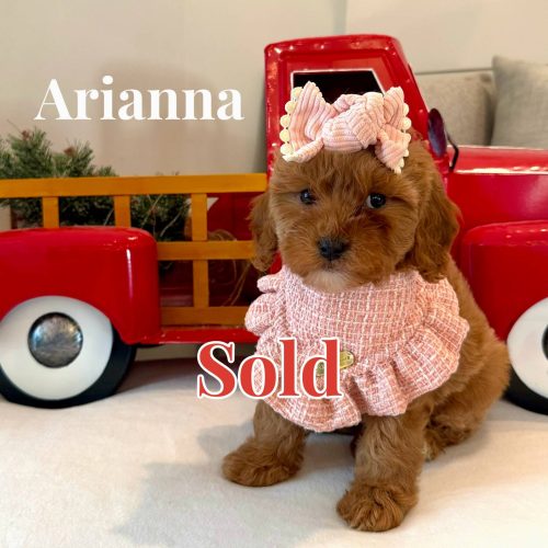 Arianna - Female FB Cavapoo - BPPP - Forever Home in Tiburon- CA