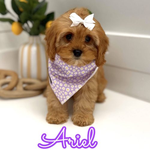 Ariel - F Cavapoo Puppy - Litter --_