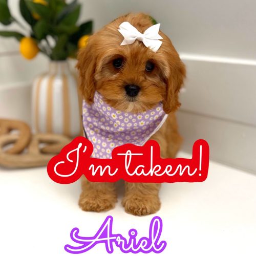 Ariel - F Cavapoo Puppy - Litter --_Forever Home in North Miami Beach- FL