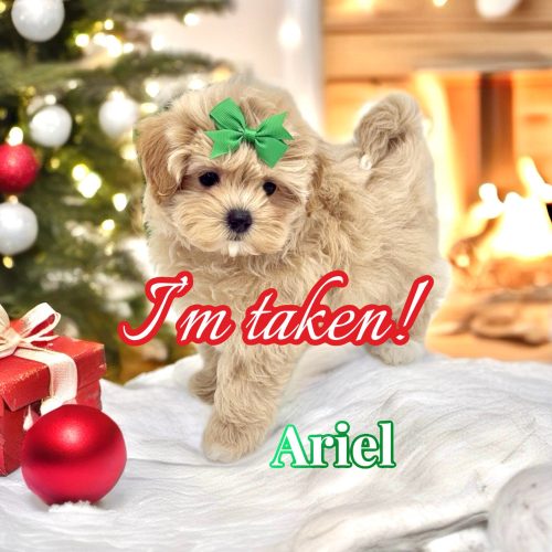 Ariel - F Maltipoo Puppy - BPPP Litter --_Forever Home in Royal Oak- MI
