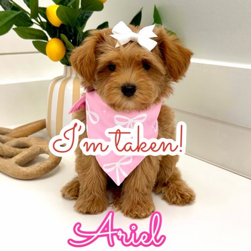 Ariel - F Maltipoo Puppy - BPPP Litter -- - Forever Home in Andover- MA