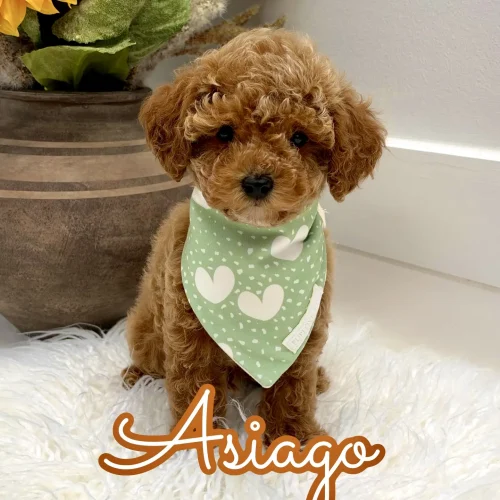 Asiago - FBB Toy Goldendoodle Puppy - Litter --_
