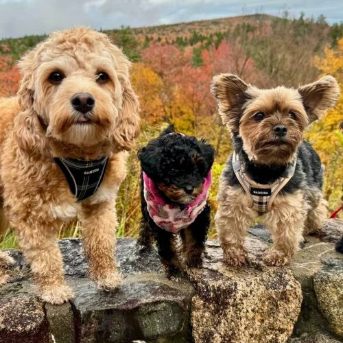 Aspen - Female Toy Micro Goldendoodle - Family Photo - Forever Home in Raymond ME