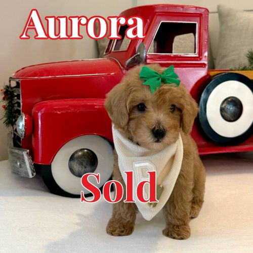 Aurora - Apricot Female Maltipoo - BPPP - Forever Home in Land O’ Lakes- FL