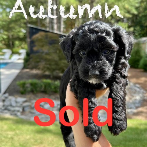 Autumn - Female Toy Micro Goldendoodle - Forever Home in Valdosta GA