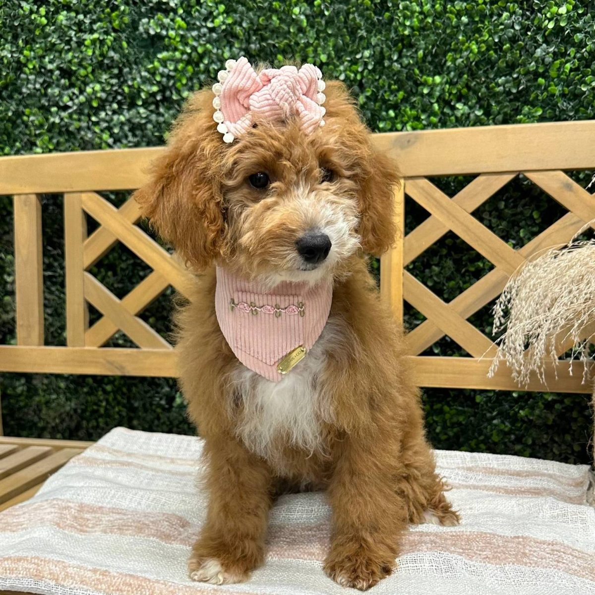 Ava CKC Registered F1B Mini Goldendoodle SQ