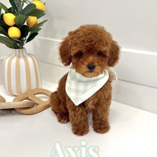 Axis – CKC Toy Micro Goldendoodle Puppy – PPP Litter 7-17-25 Axis - CKC Toy Micro Goldendoodle Puppy - PPP Litter --