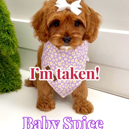 Baby Spice - F Cavapoo Puppy - BPPP Litter -- - Forever Home in D’iberville- MS