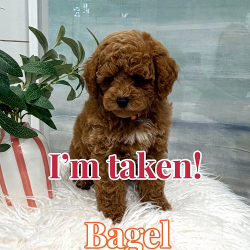 Bagel - FB Cavapoo Puppy - BPPP Litter --_Forever Home in Hartwell- GA