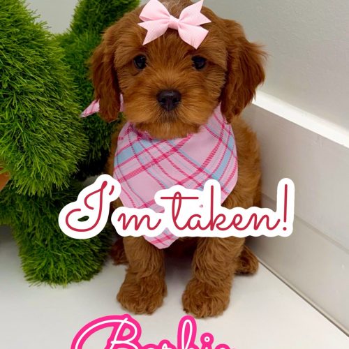 Barbie - F Cavapoo Puppy - BPPP Litter -- - Forever Home in Jasper- AL