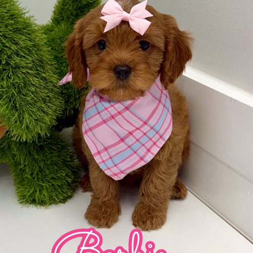 Barbie - F Cavapoo Puppy - BPPP Litter --_
