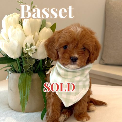 Basset - F Cavapoo Puppy - BPPP Litter --_Forever Home in Sandy Springs GA