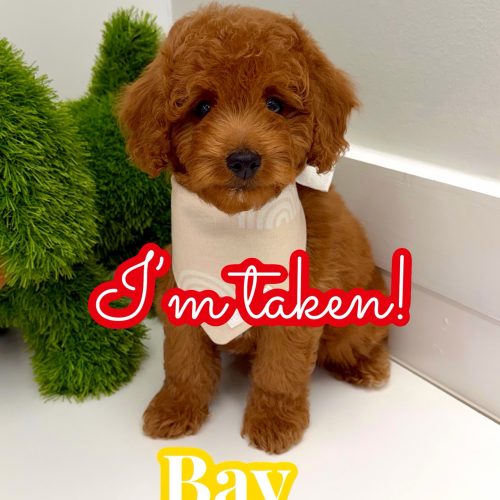 Bay - FBB Cavapoo Puppy - BPPP Litter -- - Forever Home in Simpsonville- SC