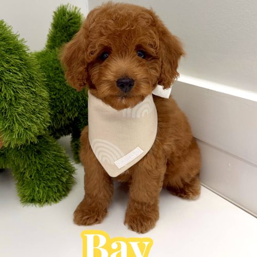 Bay - FBB Cavapoo Puppy - BPPP Litter --_