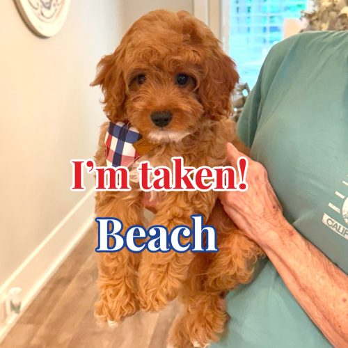 Beach - F Cavapoo Puppy - Litter --_Forever Home in Chicago IL