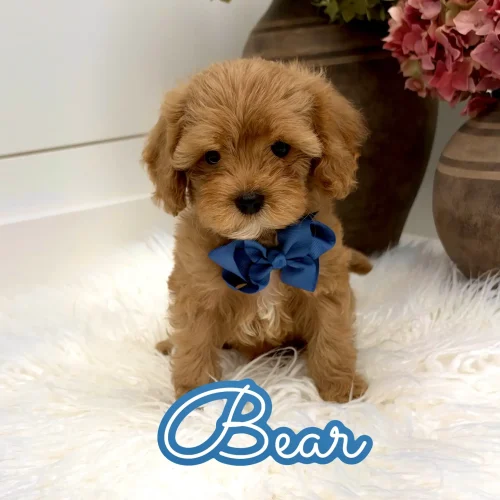 Bear - FB Cavapoo Puppy - Litter --_