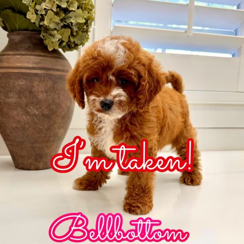 Bellbottom - FB Cavapoo Puppy - Litter --_Forever Home in Houston TX