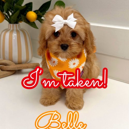 Belle - F Cavapoo Puppy - Litter - Forever Home in Cornelius- NC