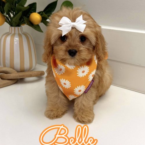 Belle - F Cavapoo Puppy - Litter --_