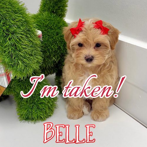 Belle - F Maltipoo Puppy - BPPP Litter --_Forever Home in Chicago- IL