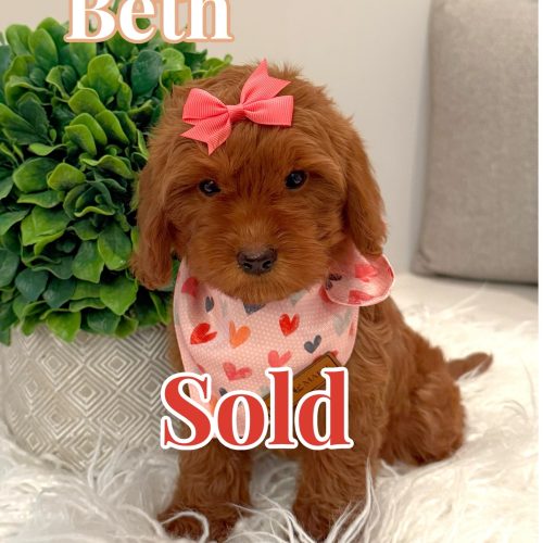 Beth - Female CKC FB Toy Mini Goldendoodle_Forever Home in Stuart VA