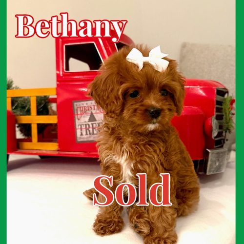 Bethany - Forever Home in Los Angeles- CA