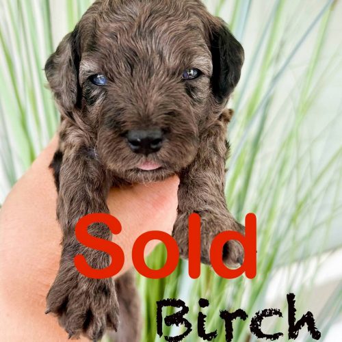 Birch - Male Toy Micro Goldendoodle - Forever Home in Albany GA