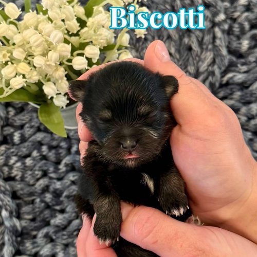 Biscotti - Male AKC Pomeranian