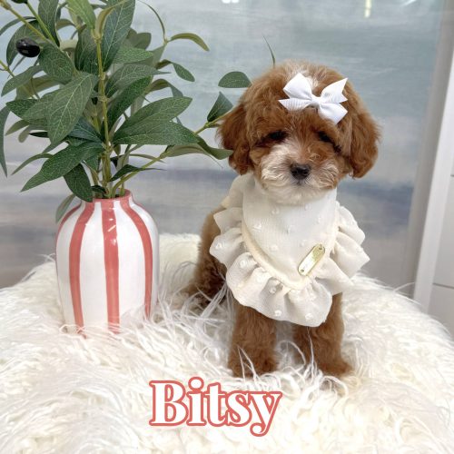 Bitsy - FB Cavapoo Puppy - BPPP Litter --_