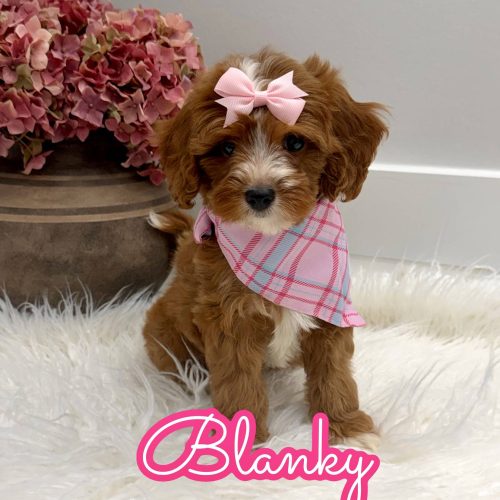 Blanky - FBB Cavapoo Puppy - Litter --_