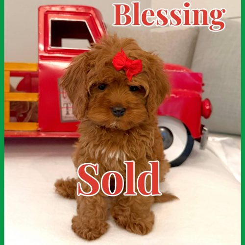 Blessing - Teddy Bear Red White Female F Cavapoo - BPPP - Forever Home in Lakeland- FL