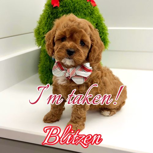 Blitzen - F Cavapoo Puppy - BPPP Litter --_Forever Home in Tampa FL