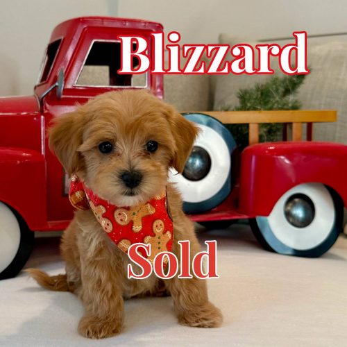 Blizzard - Apricot Male FB Maltipoo - BPPP - Forever Home in Spanish Fort- AL