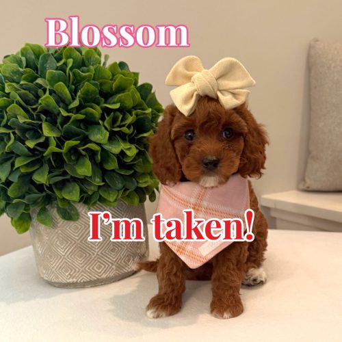 Blossom - CKC Toy Cavapoo - --_Forever Home in Mount Olive- AL