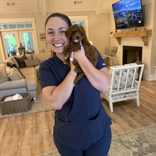Blossom - CKC Toy Cavapoo - --_Forever Home in Mount Olive AL_