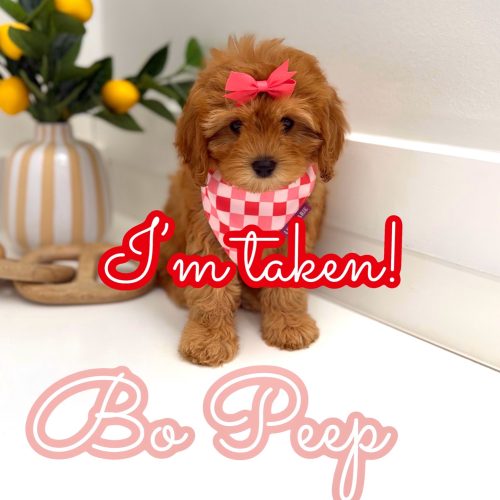 Bo Peep - F Cavapoo Puppy - Litter -- - Forever Home in Greenwich- CT